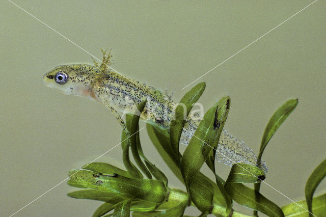 Kleine watersalamander (Triturus vulgaris)