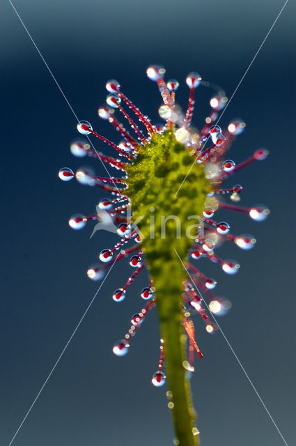 Oblong-leaved Sundew (Drosera intermedia)