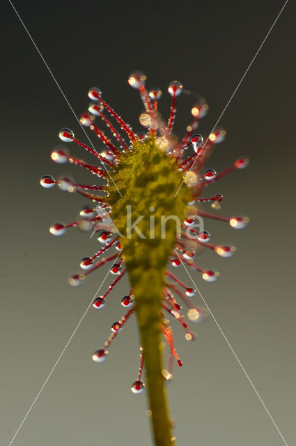 Kleine zonnedauw (Drosera intermedia)