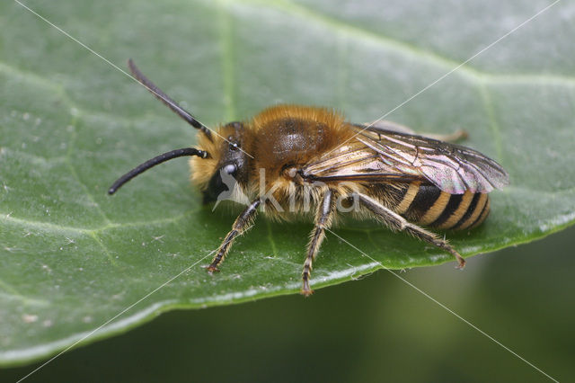 Klimopbij (Colletes hederae)