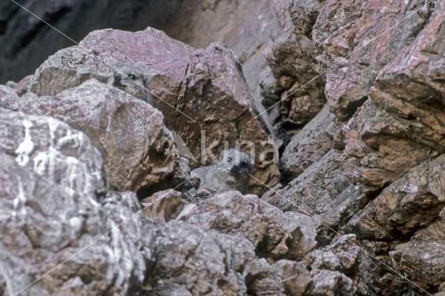 Klipdas (Procavia capensis)