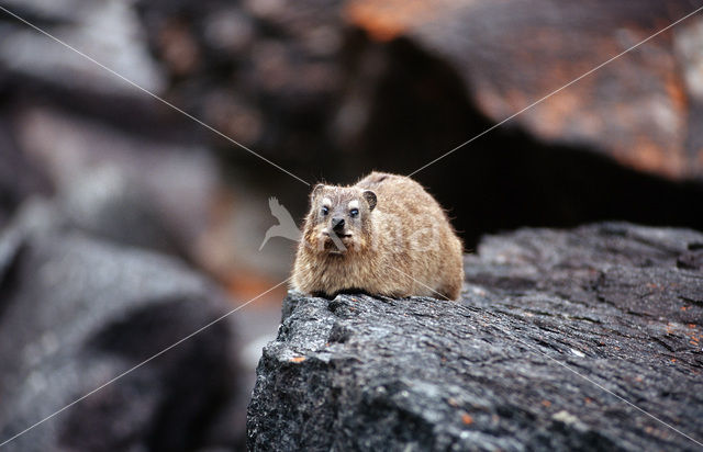 Cape hyrax