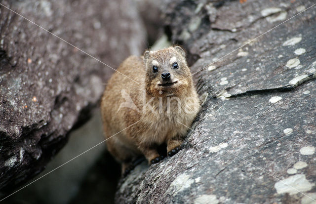 Cape hyrax