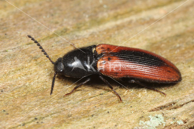 click beetle (Ampedus sanguinolentus)