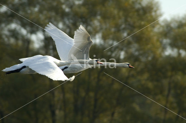 Knobbelzwaan (Cygnus olor)