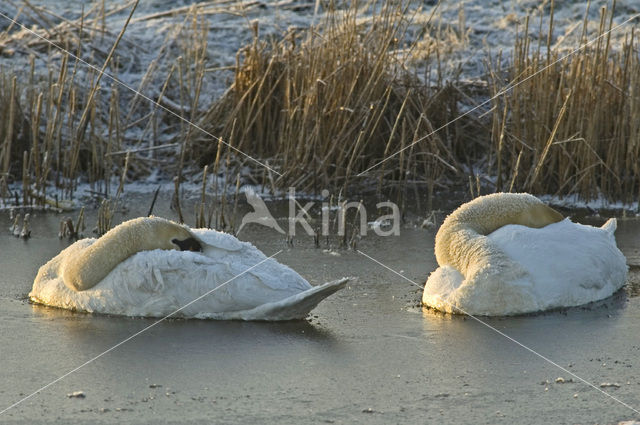 Knobbelzwaan (Cygnus olor)