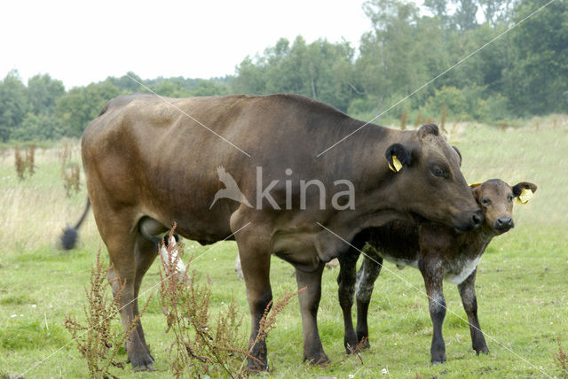 Koe (Bos domesticus)