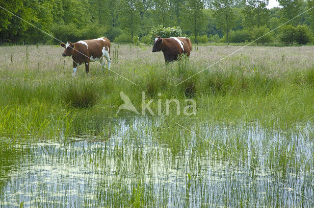 Koe (Bos domesticus)