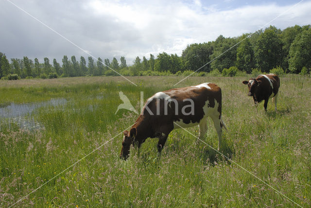 Cow (Bos domesticus)