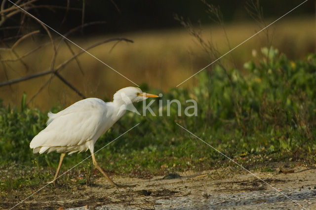 Koereiger (Bubulcus ibis)