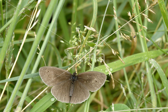 Ringlet (Aphantopus hyperantus)