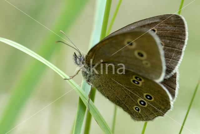 Ringlet (Aphantopus hyperantus)