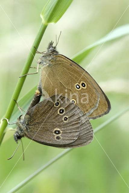 Ringlet (Aphantopus hyperantus)