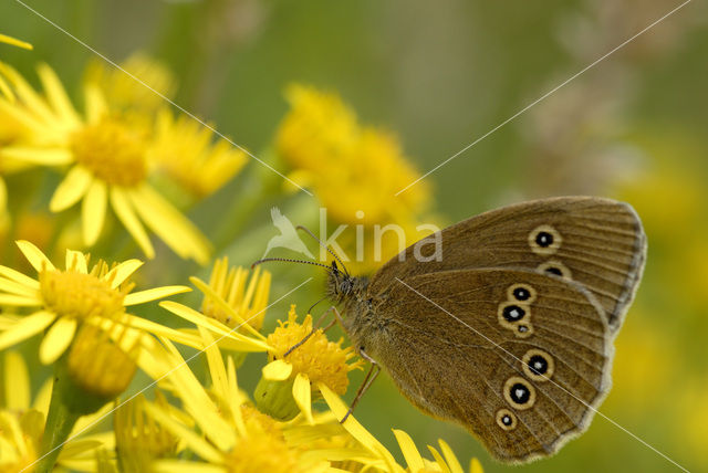 Ringlet (Aphantopus hyperantus)