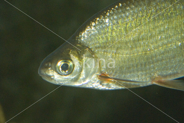 White bream (Abramis bjoerkna)