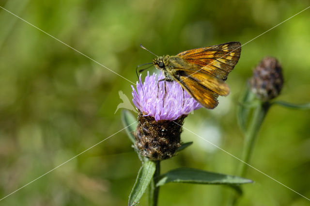 Silver-spotted Skipper (Hesperia comma)