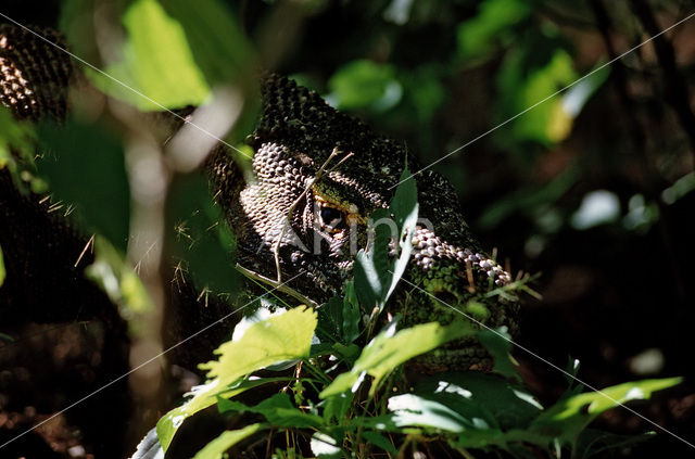 Komodovaraan (Varanus komodoensis)