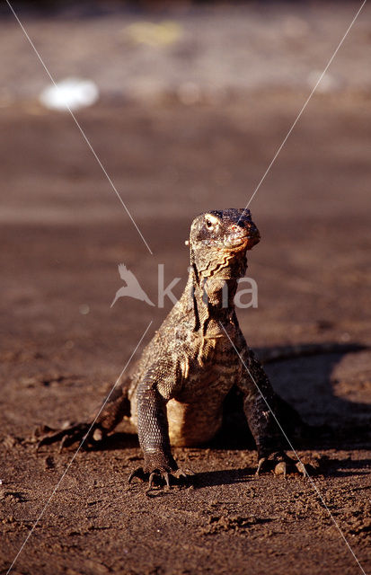 Komodovaraan (Varanus komodoensis)