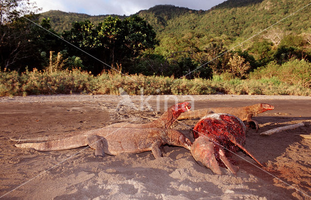 Komodovaraan (Varanus komodoensis)