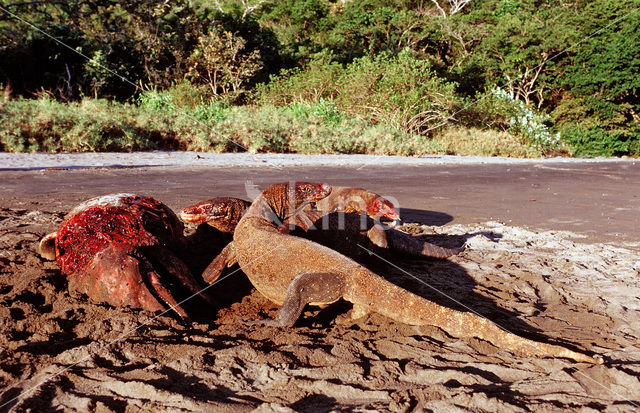 Komodovaraan (Varanus komodoensis)