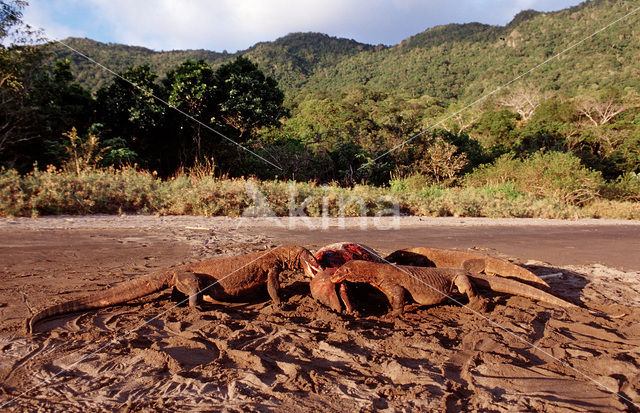 Komodovaraan (Varanus komodoensis)