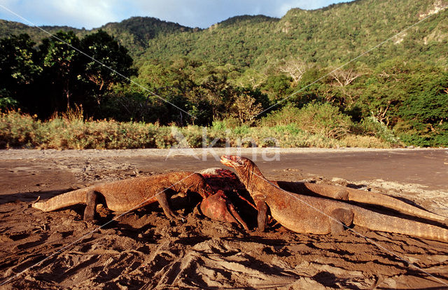 Komodovaraan (Varanus komodoensis)