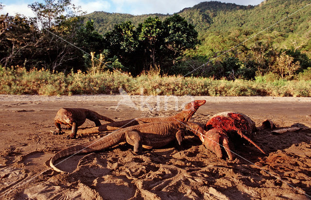 Komodovaraan (Varanus komodoensis)