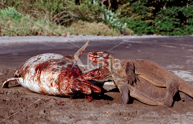 Komodovaraan (Varanus komodoensis)