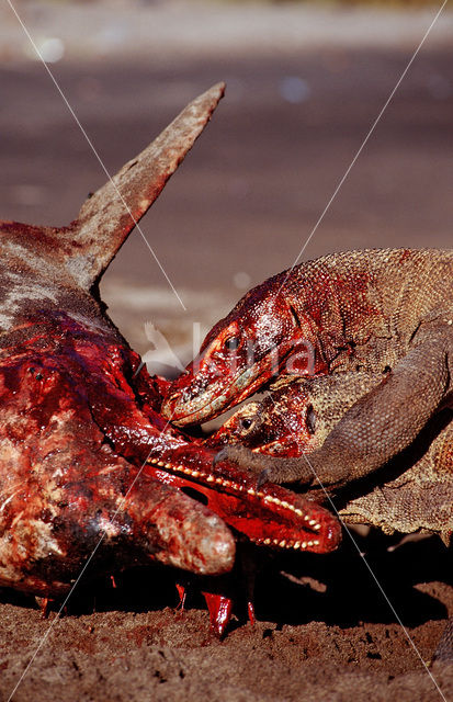 Komodo Island Monitor