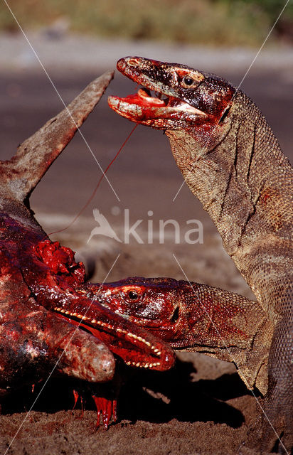 Komodovaraan (Varanus komodoensis)