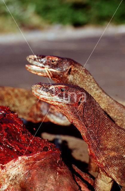 Komodovaraan (Varanus komodoensis)