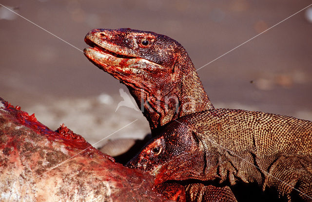 Komodovaraan (Varanus komodoensis)