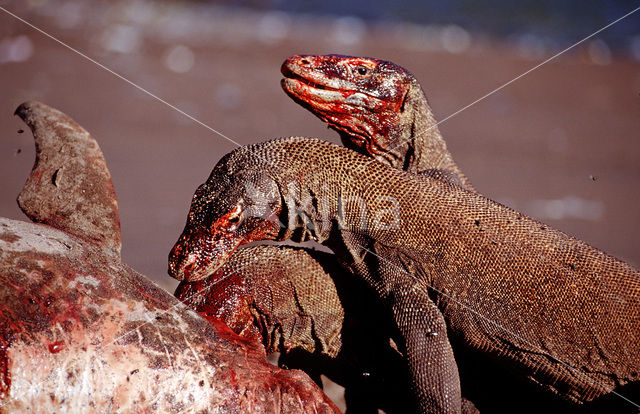 Komodovaraan (Varanus komodoensis)