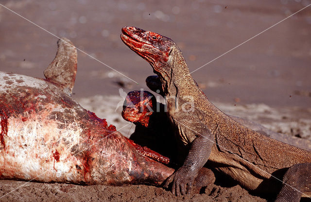 Komodovaraan (Varanus komodoensis)