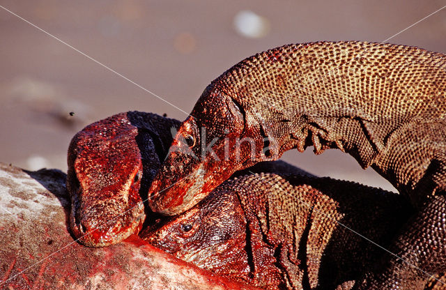 Komodovaraan (Varanus komodoensis)