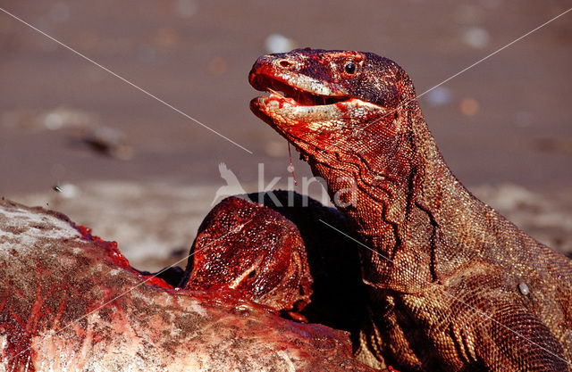 Komodovaraan (Varanus komodoensis)