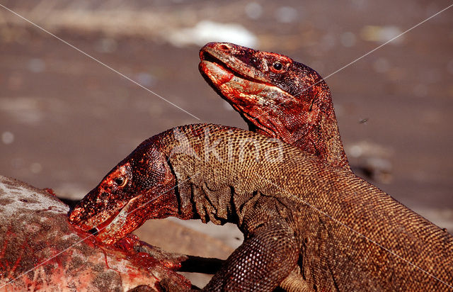 Komodovaraan (Varanus komodoensis)