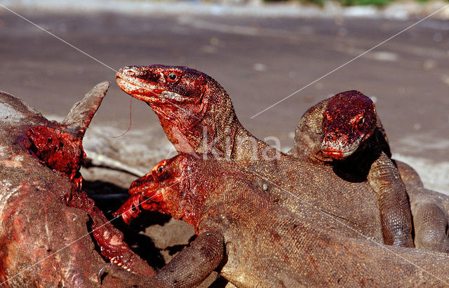 Komodovaraan (Varanus komodoensis)