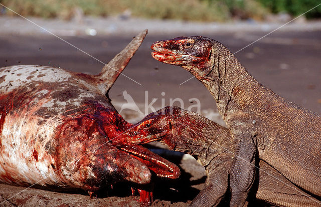 Komodovaraan (Varanus komodoensis)