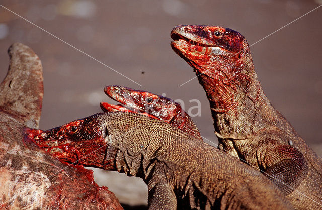 Komodovaraan (Varanus komodoensis)