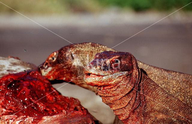 Komodovaraan (Varanus komodoensis)