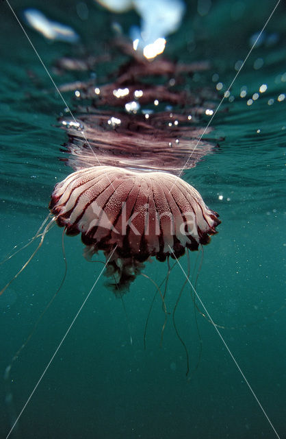 Compass Jellyfish (Chrysaora hysoscella)