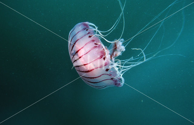 Compass Jellyfish (Chrysaora hysoscella)