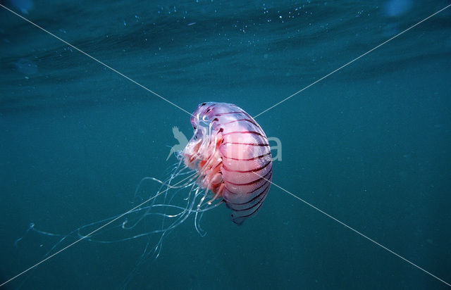 Compass Jellyfish (Chrysaora hysoscella)