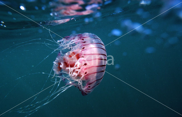 Compass Jellyfish (Chrysaora hysoscella)