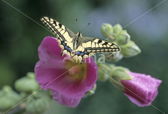 Swallowtail (Papilio machaon)