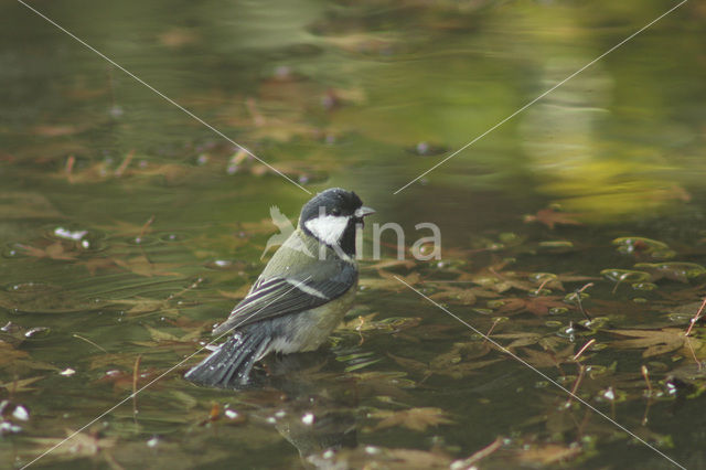 Koolmees (Parus major)