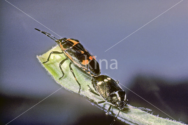 Brassica bug (Eurydema oleracea)