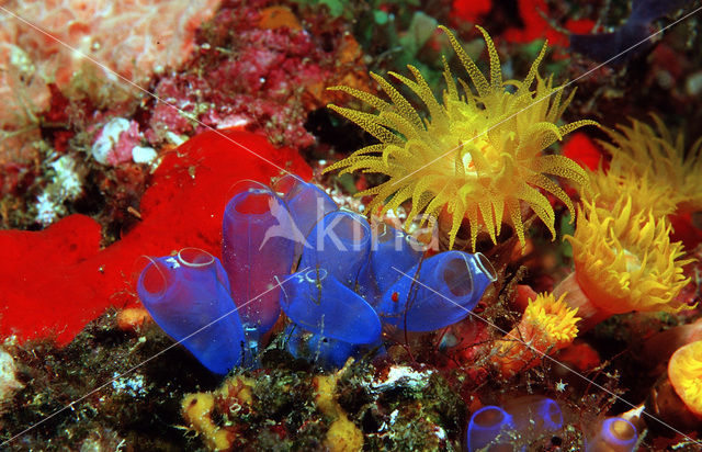 yellow cave coral (Dendrophyllia sp.)