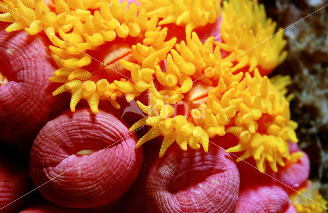 yellow cave coral (Dendrophyllia sp.)